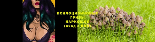 индика Богданович